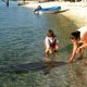 56- Bastien frime a cote de Tamaro, le requin nourrice 